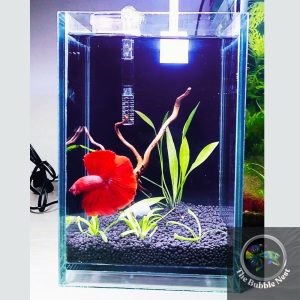 mini planted betta fish tank setup with fish