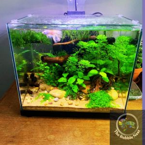 asthetic look mini planted betta tankfrom the bubble nest