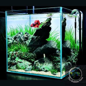 asthetic look 12 cube planted aquarium part 2