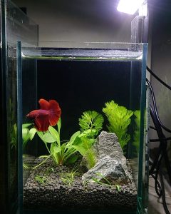 mini planted betta fish tank setup by the bubbble another er